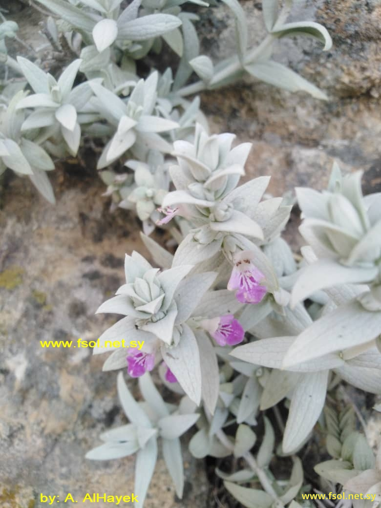 Stachys palaestina L.